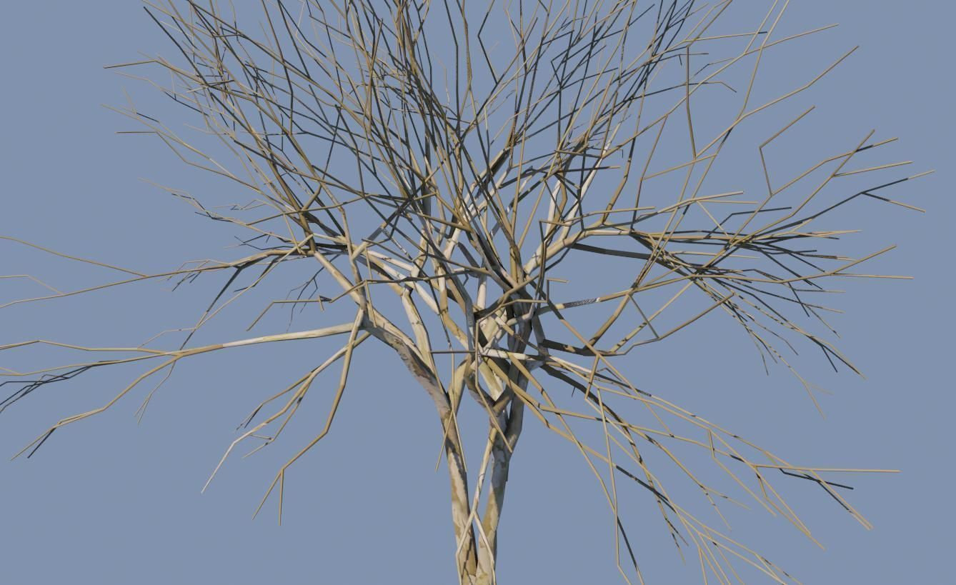 Thin Dry Tree - Arvore Seca Low-poly 3D model_10