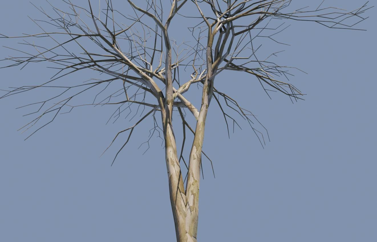Thin Dry Tree - Arvore Seca Low-poly 3D model_2