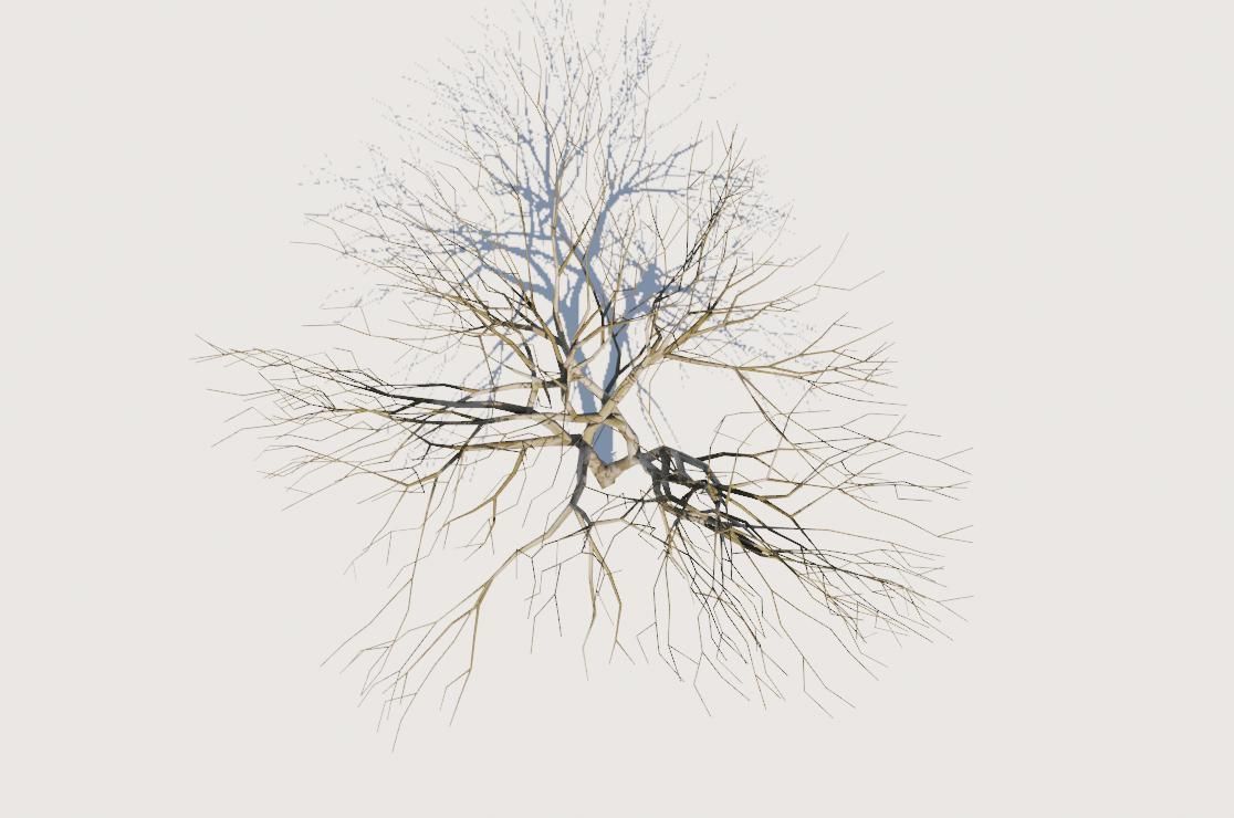 Thin Dry Tree - Arvore Seca Low-poly 3D model_7