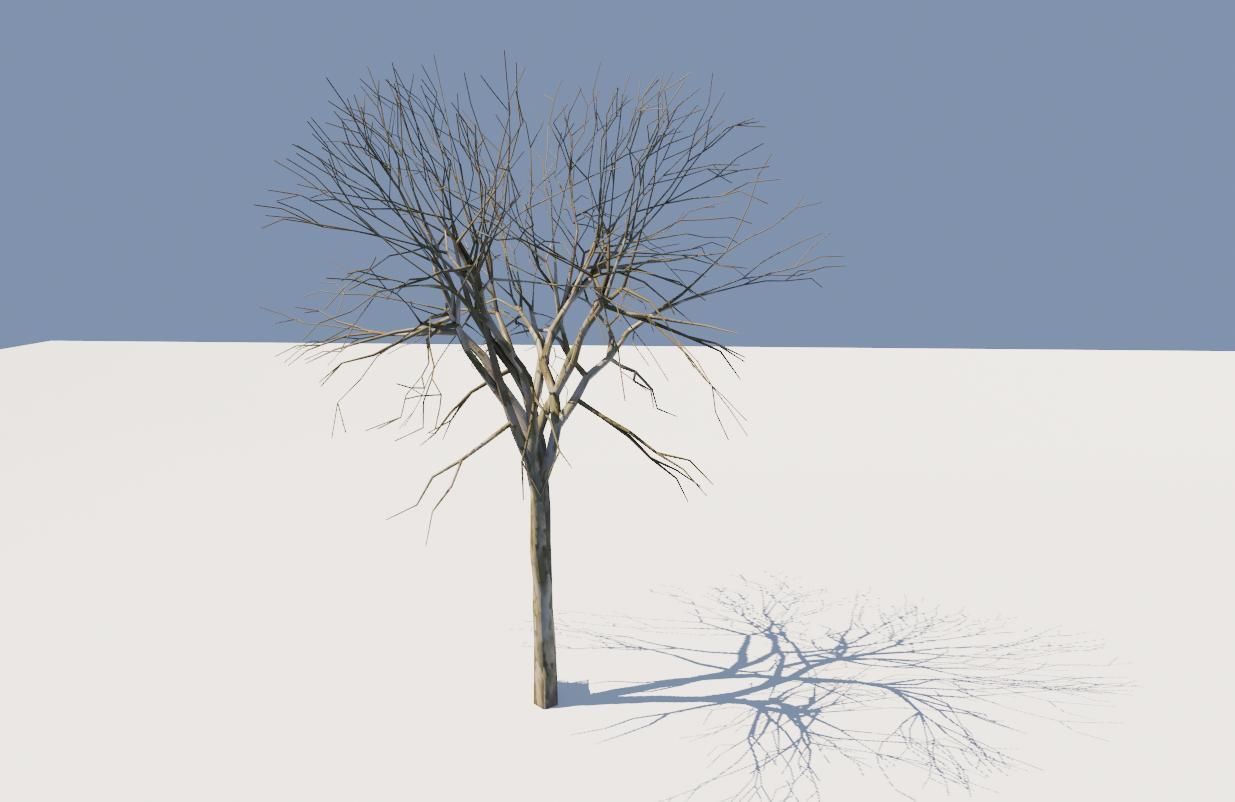 Thin Dry Tree - Arvore Seca Low-poly 3D model_5