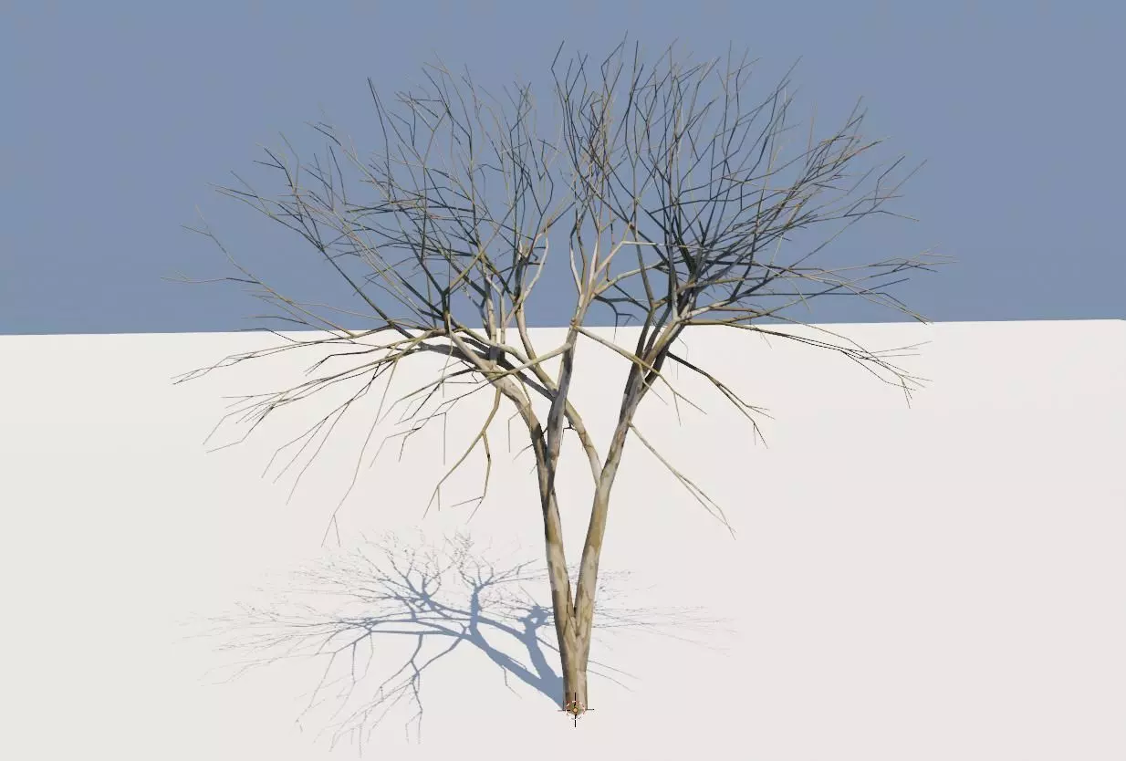 Thin Dry Tree - Arvore Seca Low-poly 3D model_0