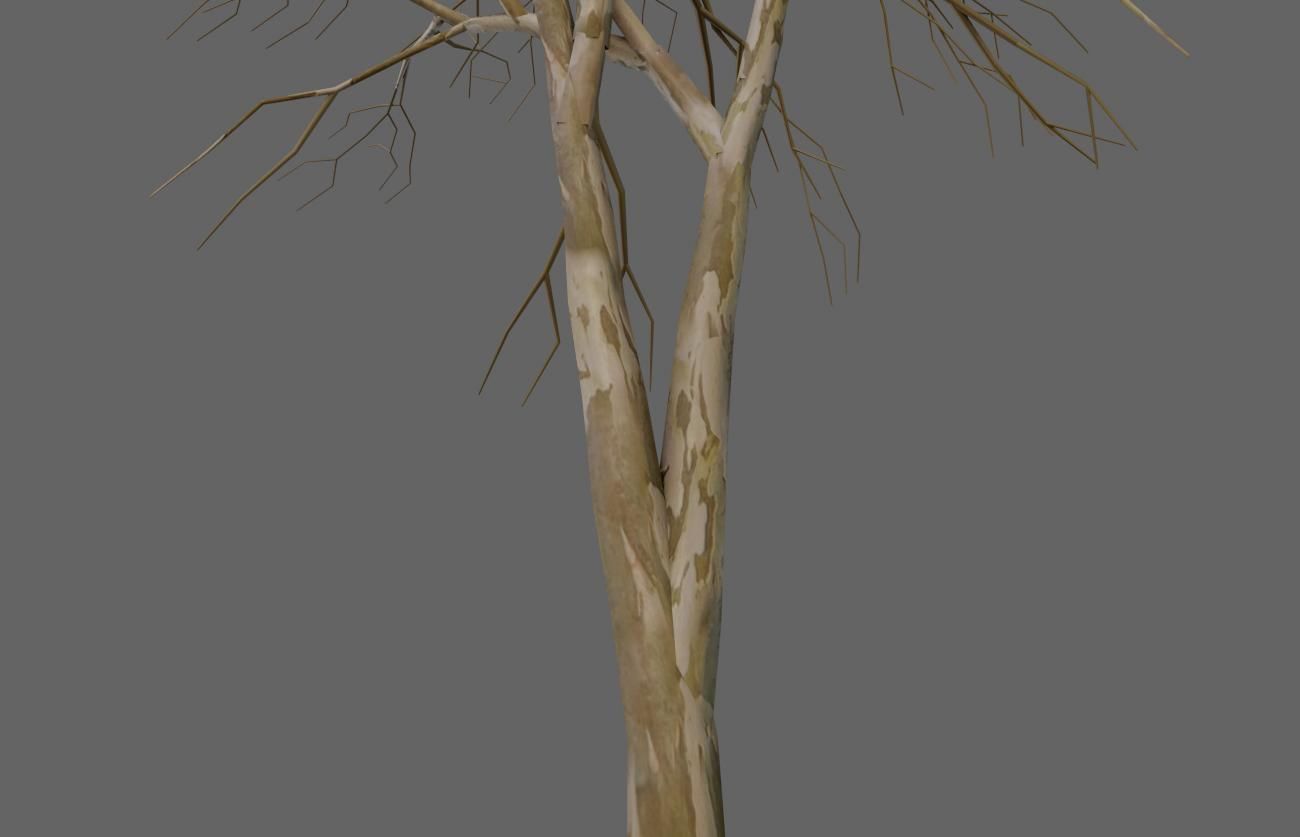 Thin Dry Tree - Arvore Seca Low-poly 3D model_11