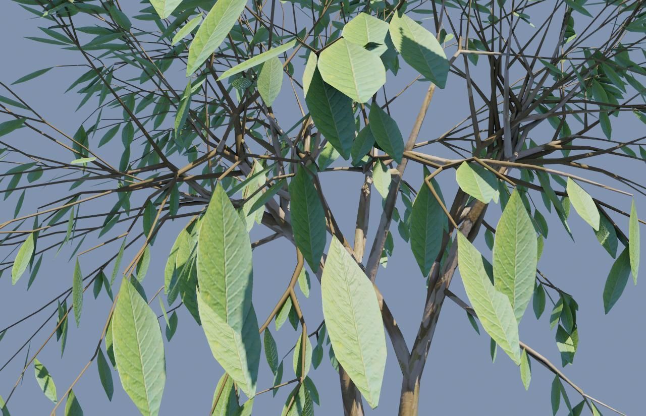 Thin Tree - Arvore fina Low-poly 3D model_2