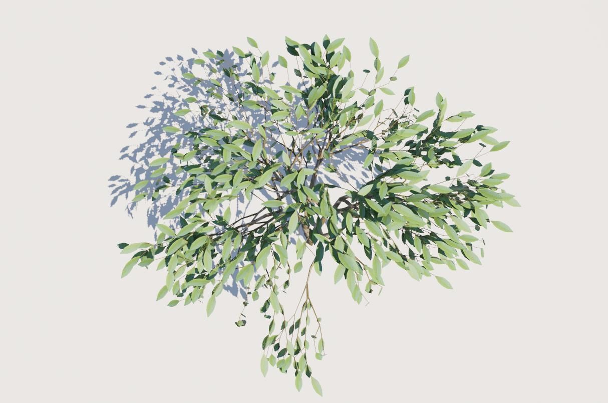 Thin Tree - Arvore fina Low-poly 3D model_10