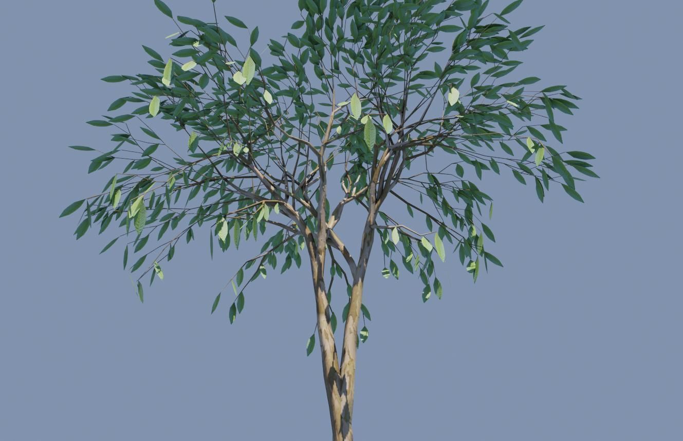 Thin Tree - Arvore fina Low-poly 3D model_9