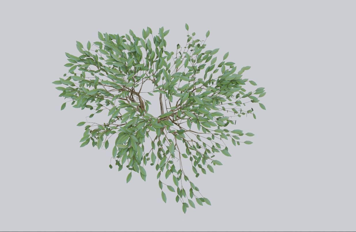 Thin Tree - Arvore fina Low-poly 3D model_15