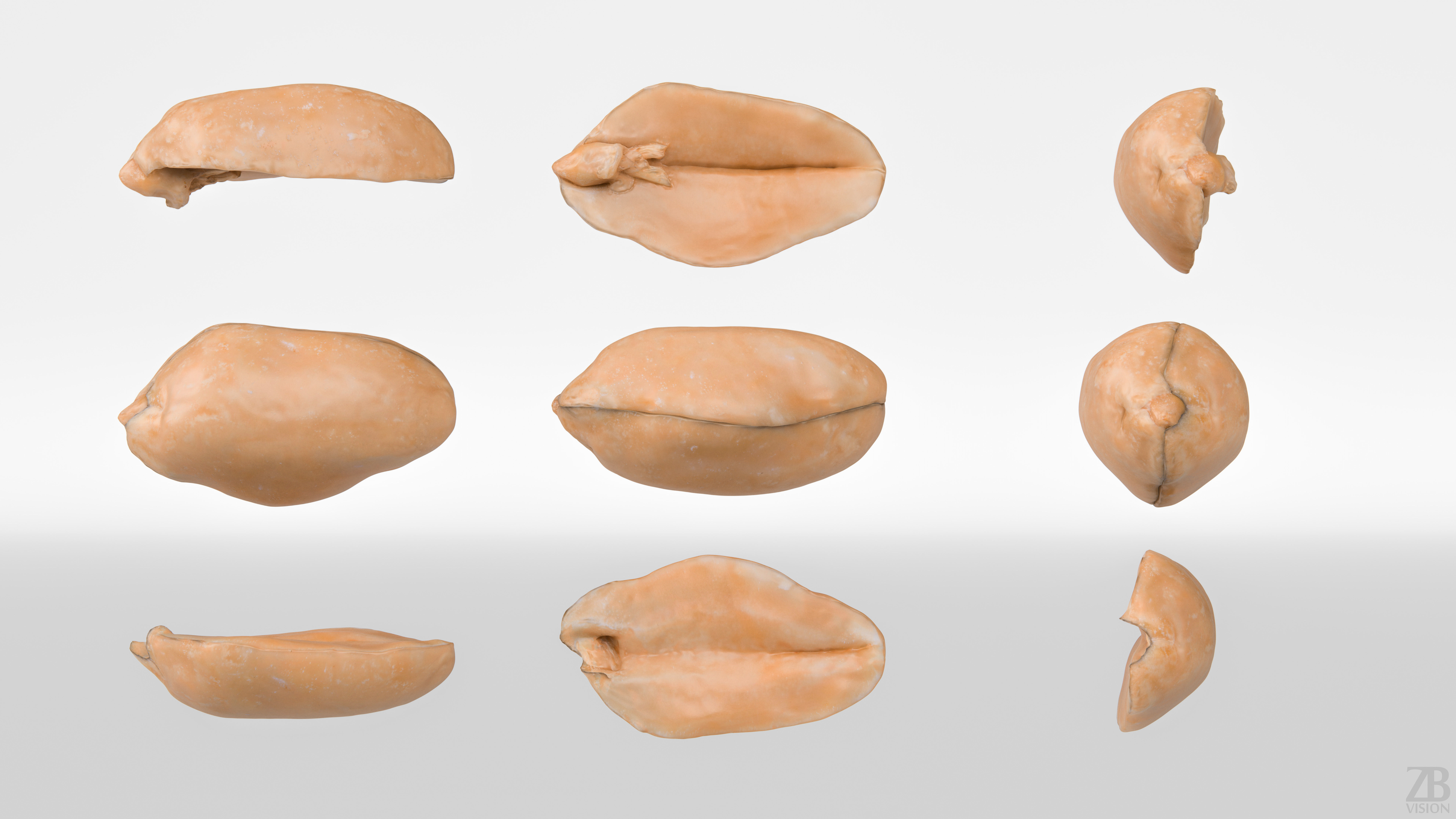 Peanut 3D model_4