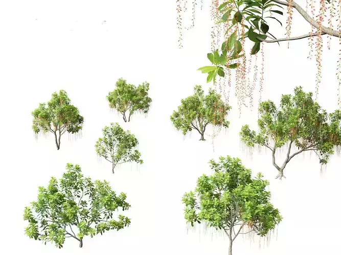 Barringtonia Acutangula - Freshwater Mangrove