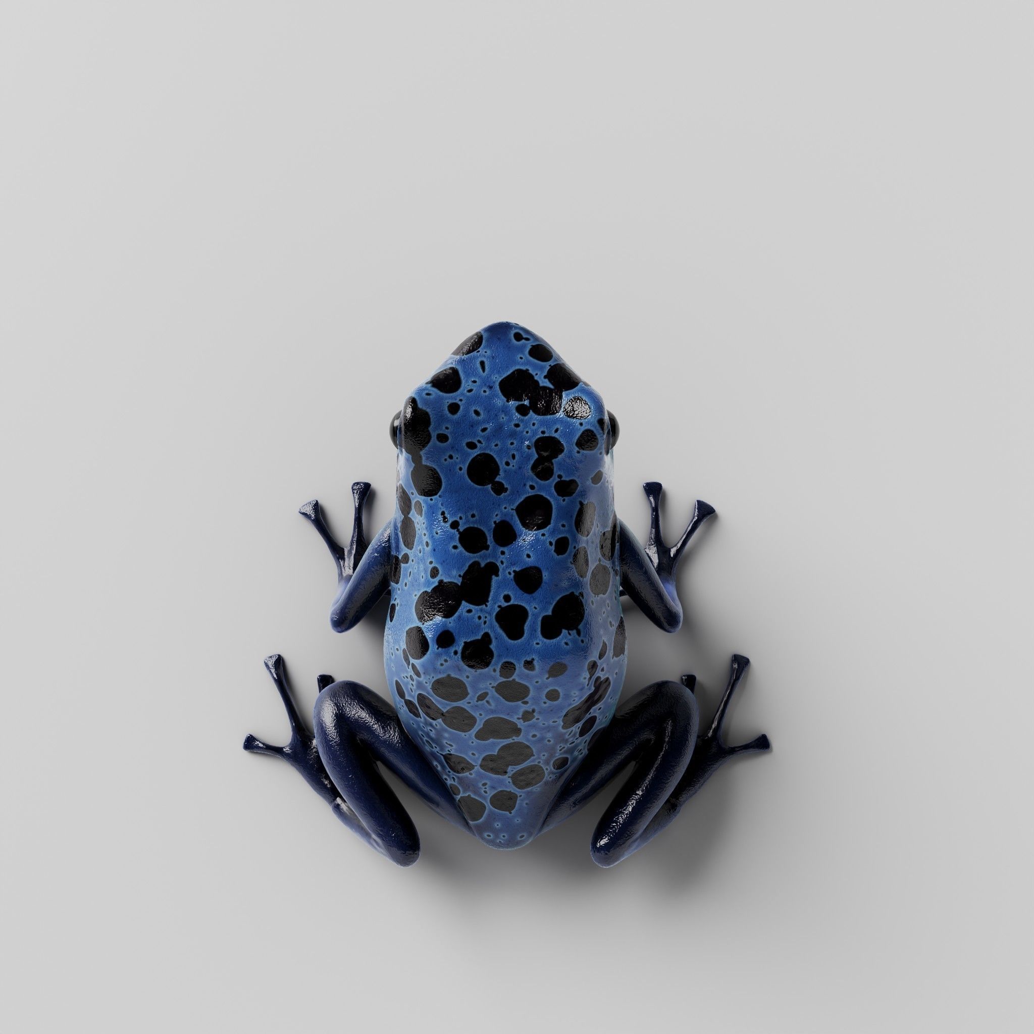 Blue Poison Dart frog 3D Model Low-poly 3D model_4