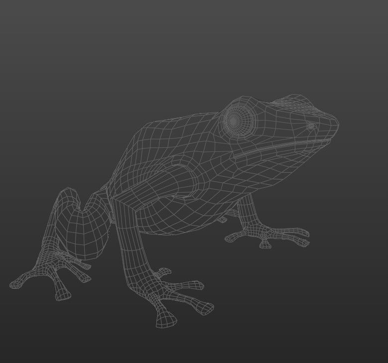 Blue Poison Dart frog 3D Model Low-poly 3D model_5