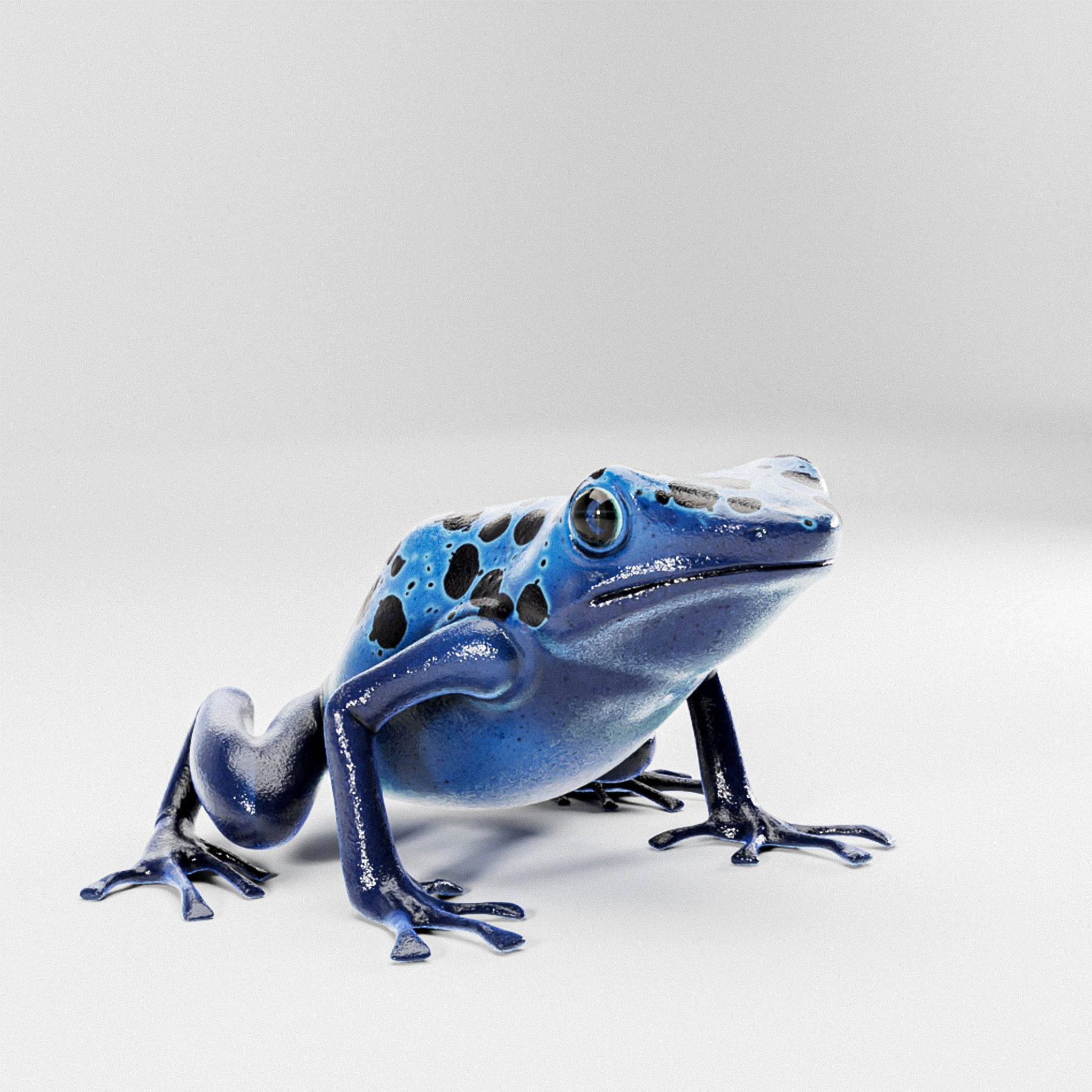 Blue Poison Dart frog 3D Model Low-poly 3D model_2