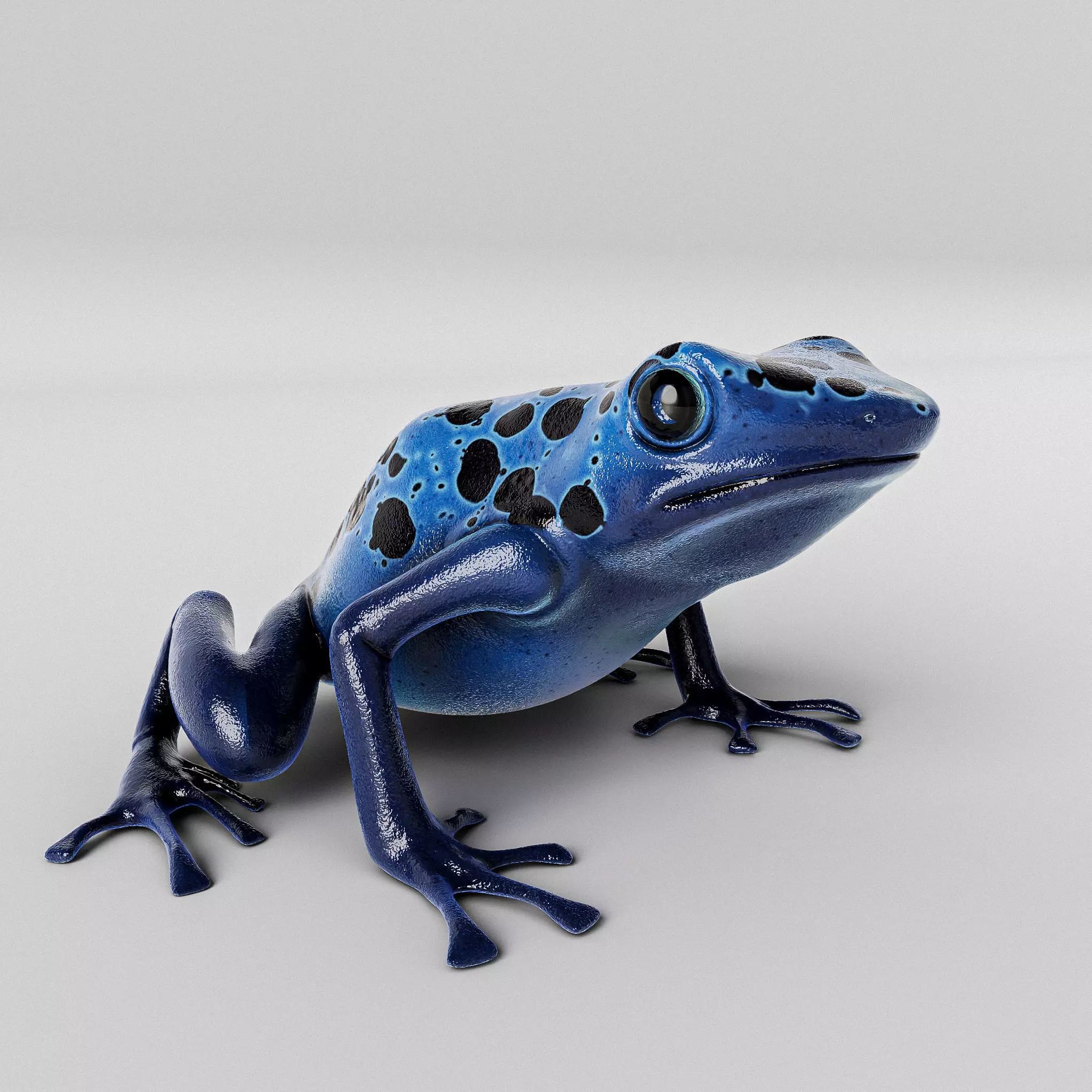 Blue Poison Dart frog 3D Model Low-poly 3D model_0