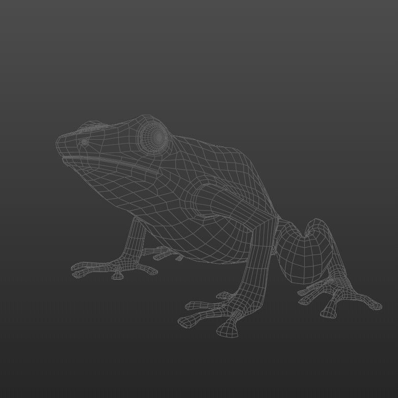 Blue Poison Dart frog 3D Model Low-poly 3D model_7