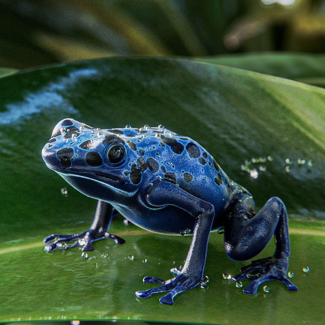 Blue Poison Dart frog 3D Model Low-poly 3D model_1