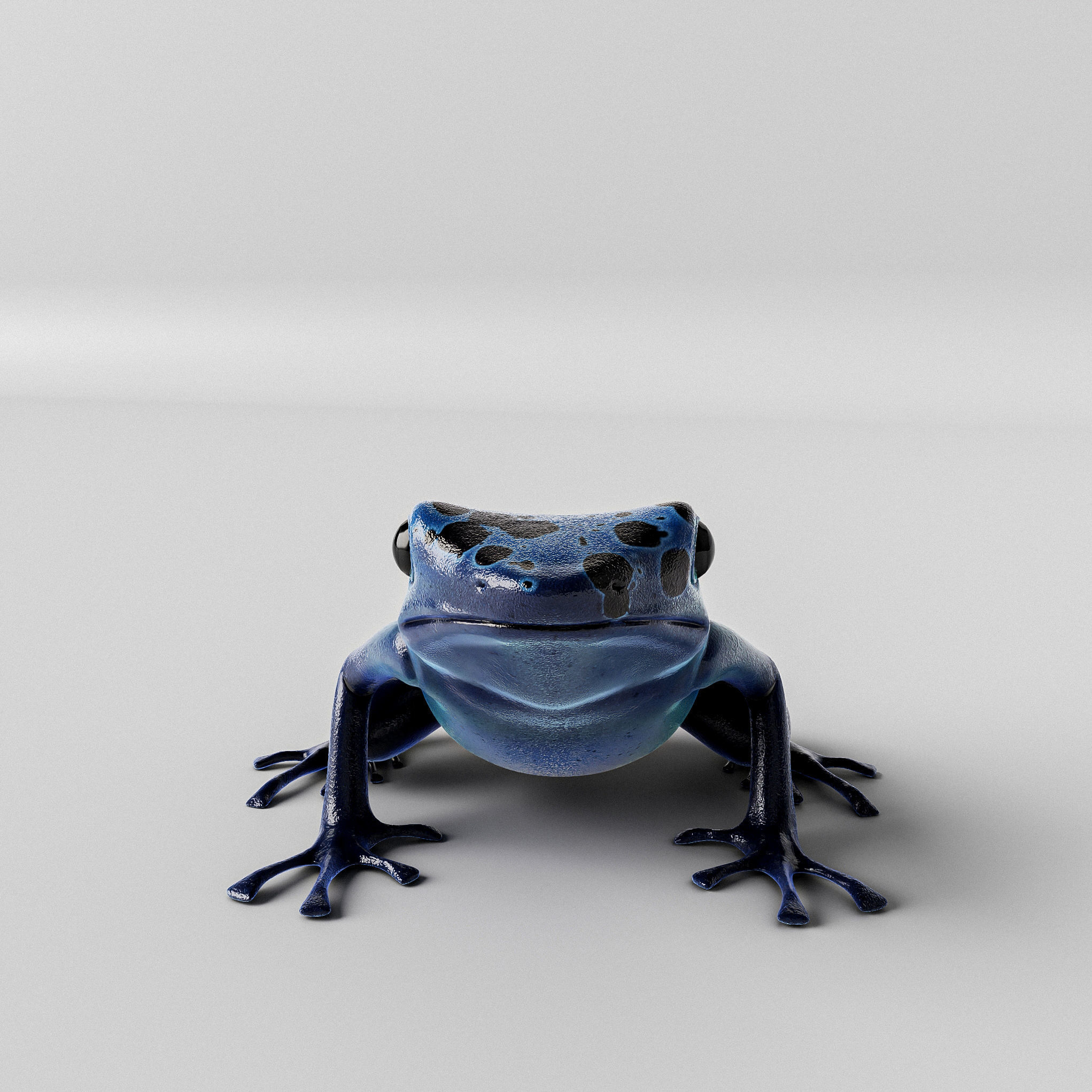 Blue Poison Dart frog 3D Model Low-poly 3D model_3