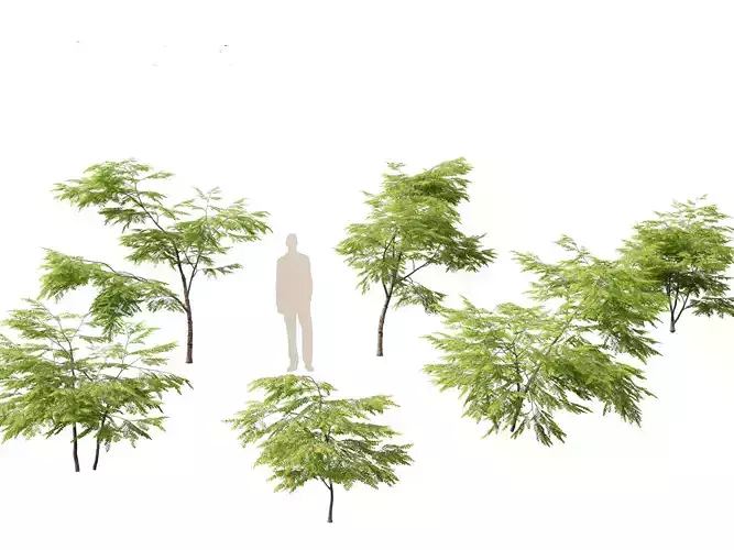 Breynia vitis-idaea - Formosan breynia