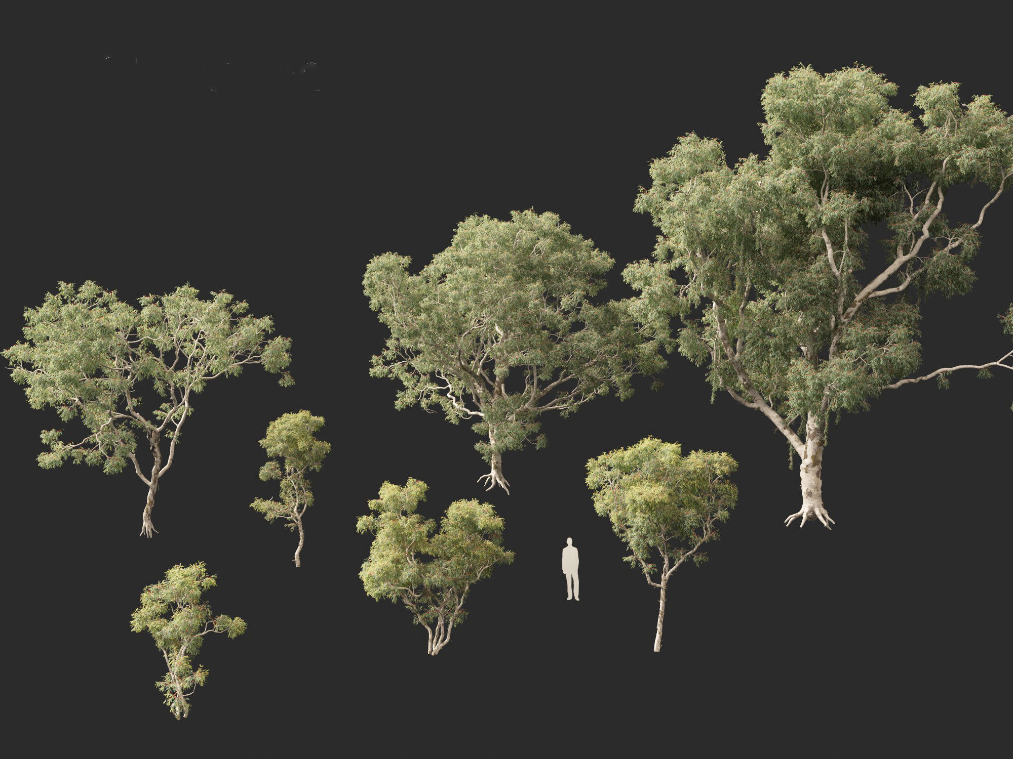 Corymbia aparrerinja - ghost gum 3D model_4