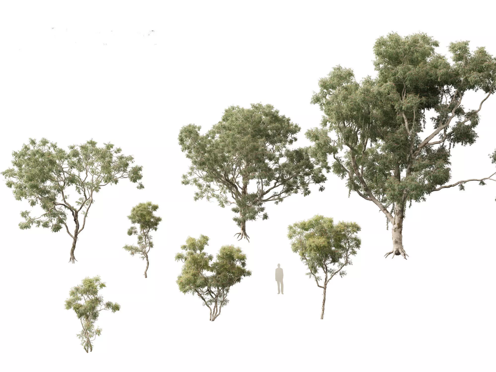 Corymbia aparrerinja - ghost gum 3D model_0