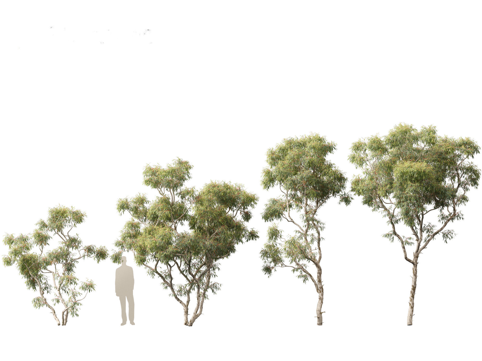 Corymbia aparrerinja - ghost gum 3D model_6