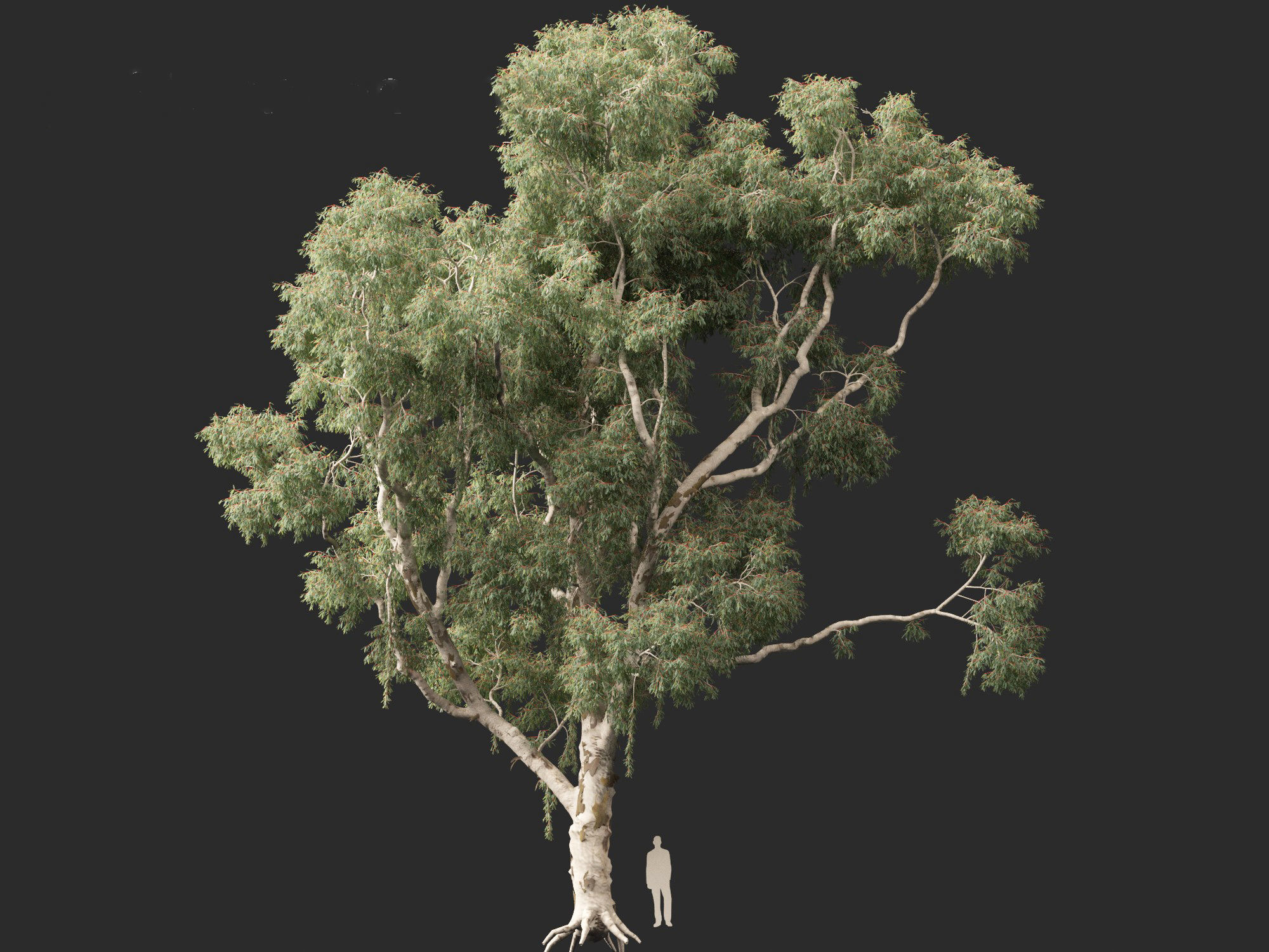 Corymbia aparrerinja - ghost gum 3D model_11