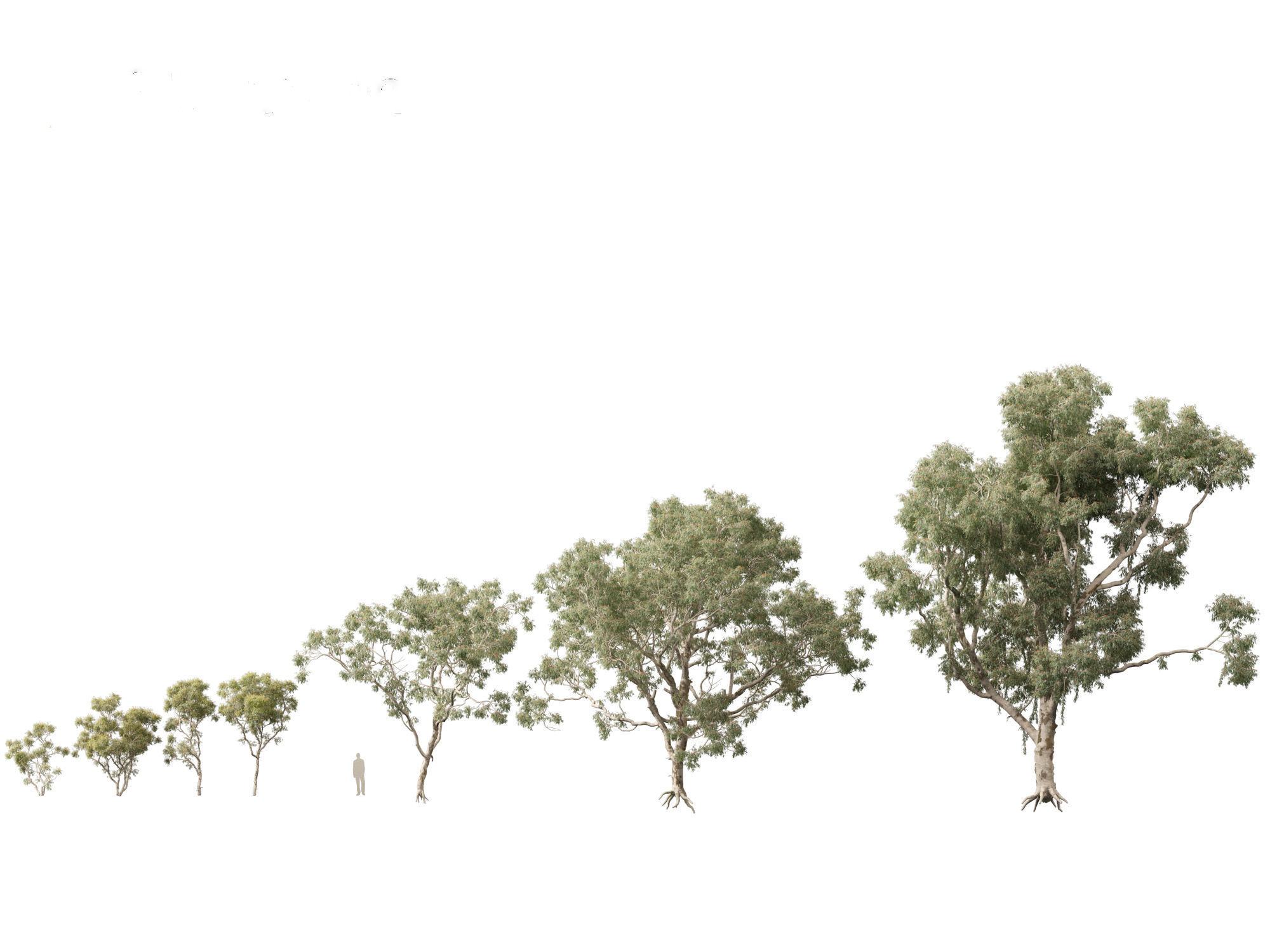 Corymbia aparrerinja - ghost gum 3D model_3
