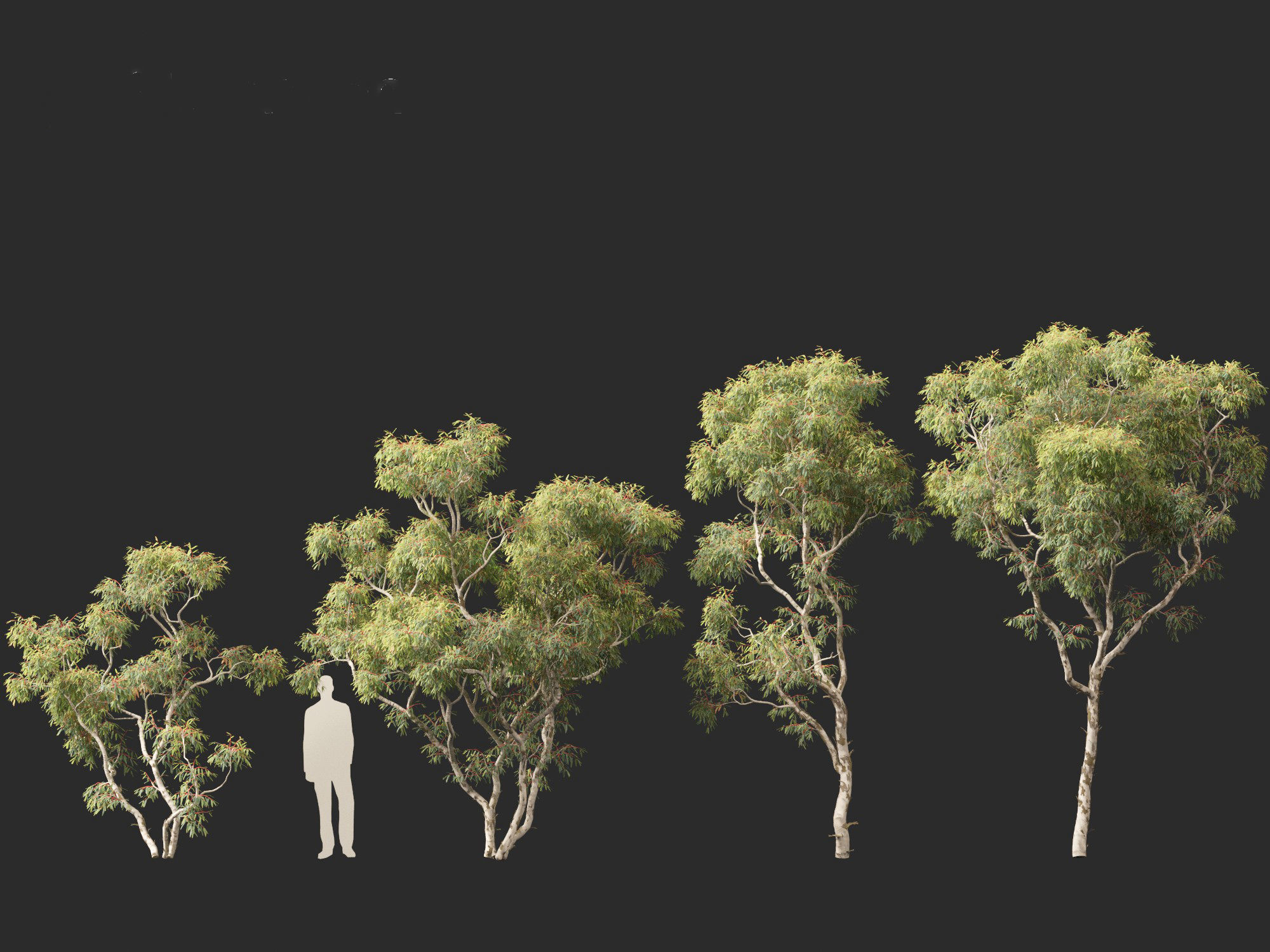 Corymbia aparrerinja - ghost gum 3D model_7