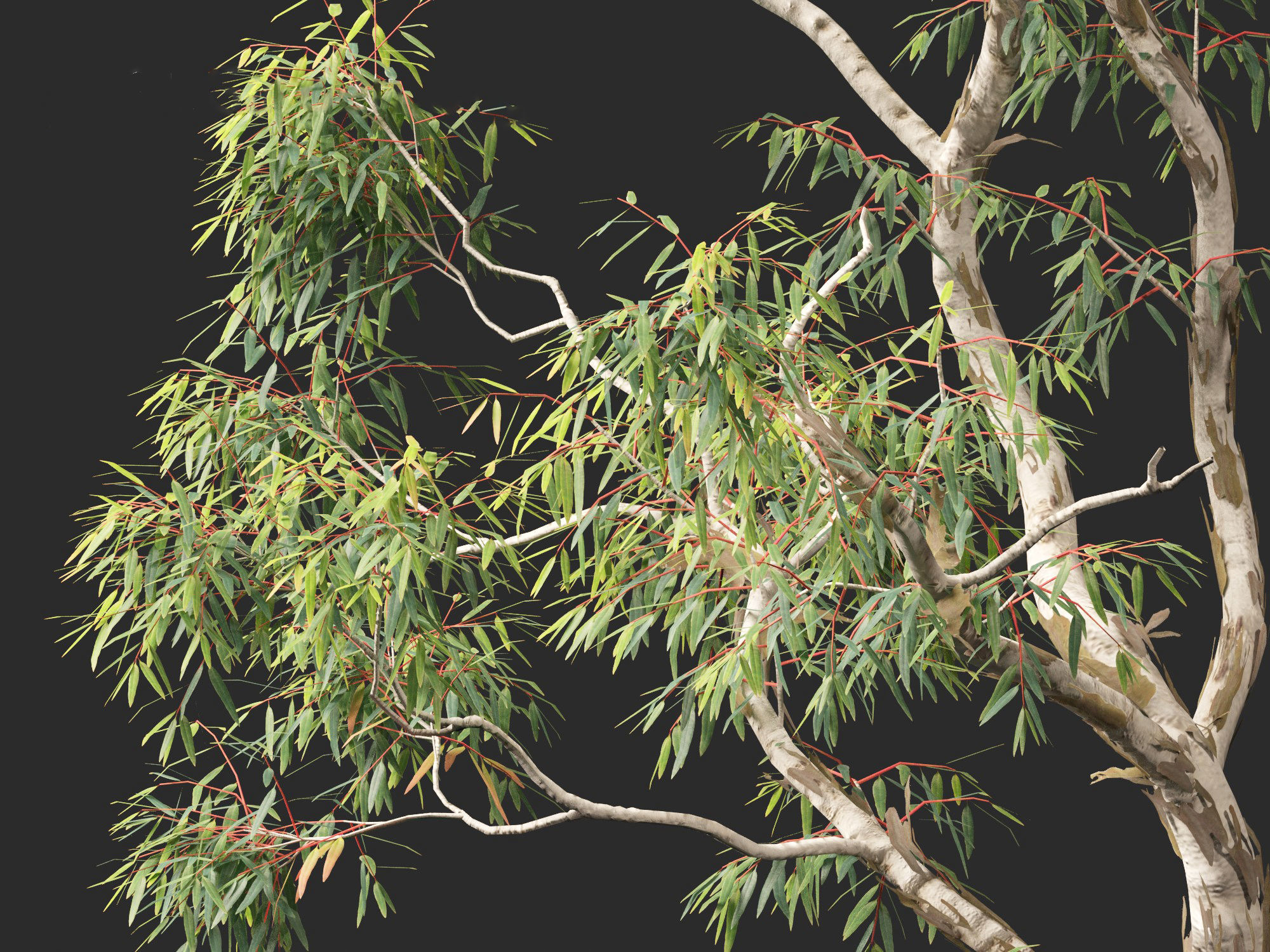 Corymbia aparrerinja - ghost gum 3D model_2