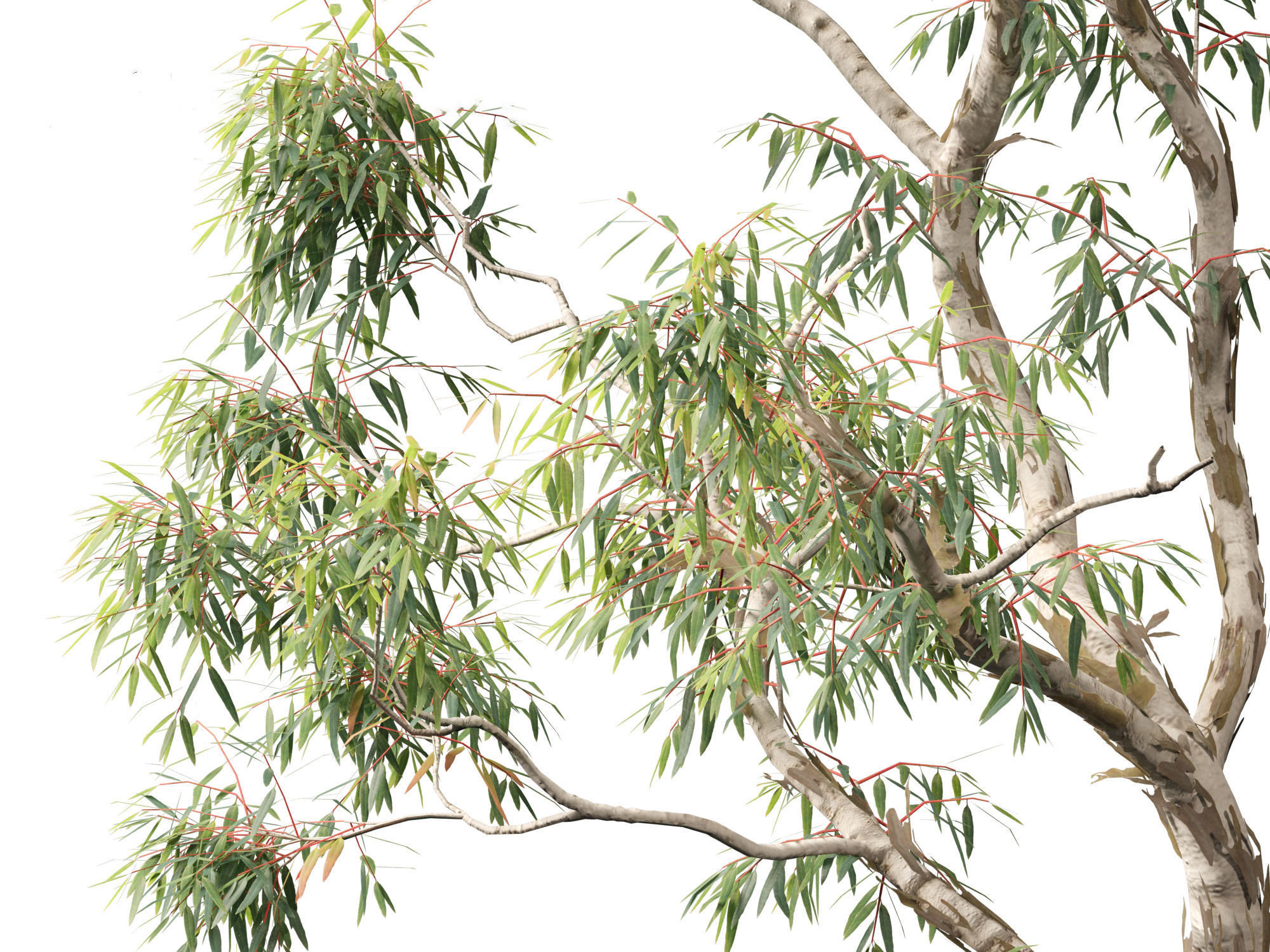 Corymbia aparrerinja - ghost gum 3D model_1
