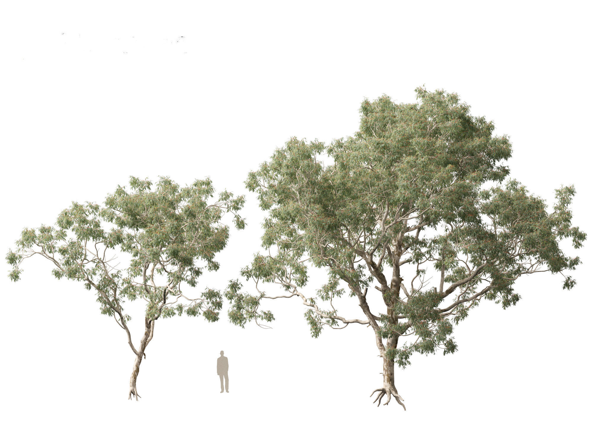 Corymbia aparrerinja - ghost gum 3D model_8