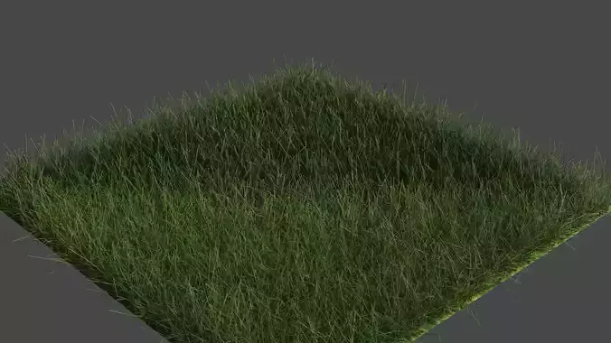 3d GRASS Model 
