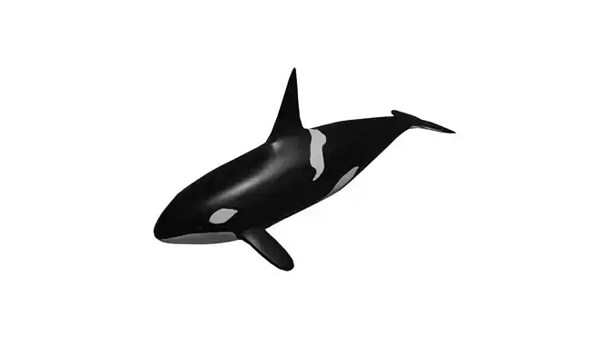 KillerWhales