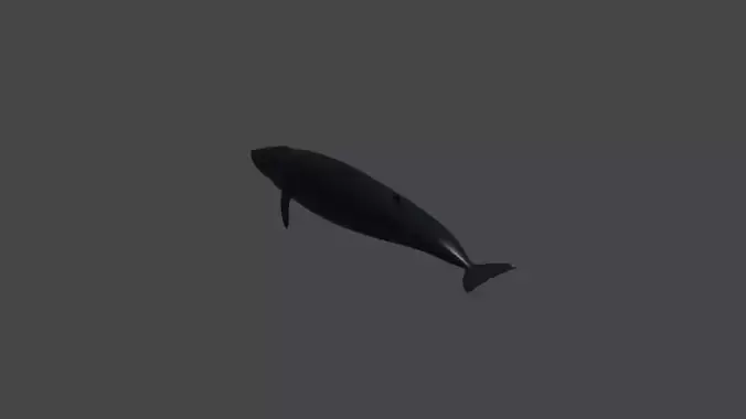 Basic blueWhale baleine bleu Blaue Wal
