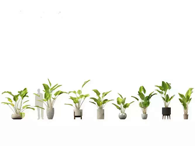 Calathea lutea-Cuban Cigar - Cigar Calathea 02