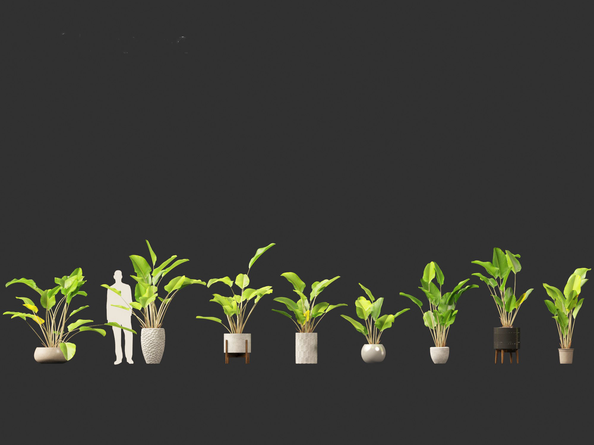 Calathea lutea-Cuban Cigar - Cigar Calathea 02 3D model_2