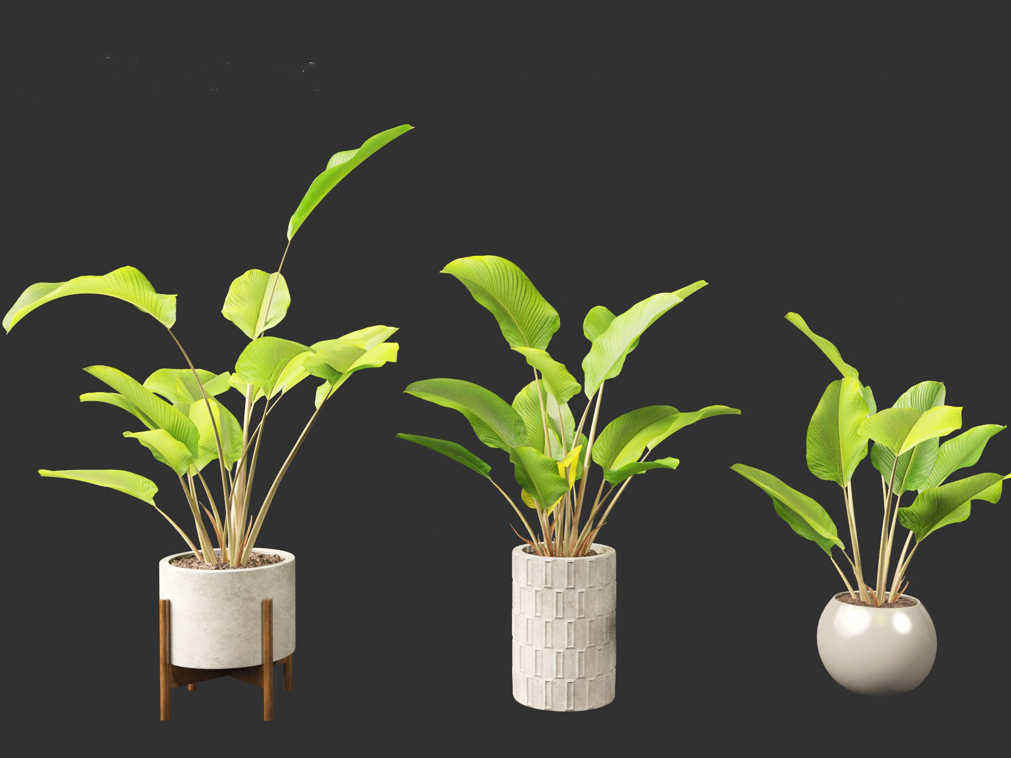 Calathea lutea-Cuban Cigar - Cigar Calathea 02 3D model_1