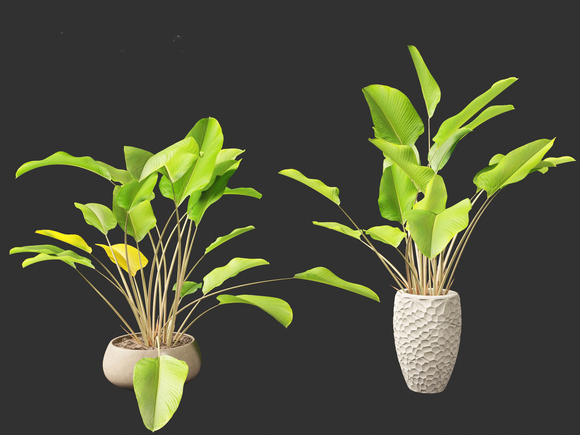 Calathea lutea-Cuban Cigar - Cigar Calathea 02 3D model_7