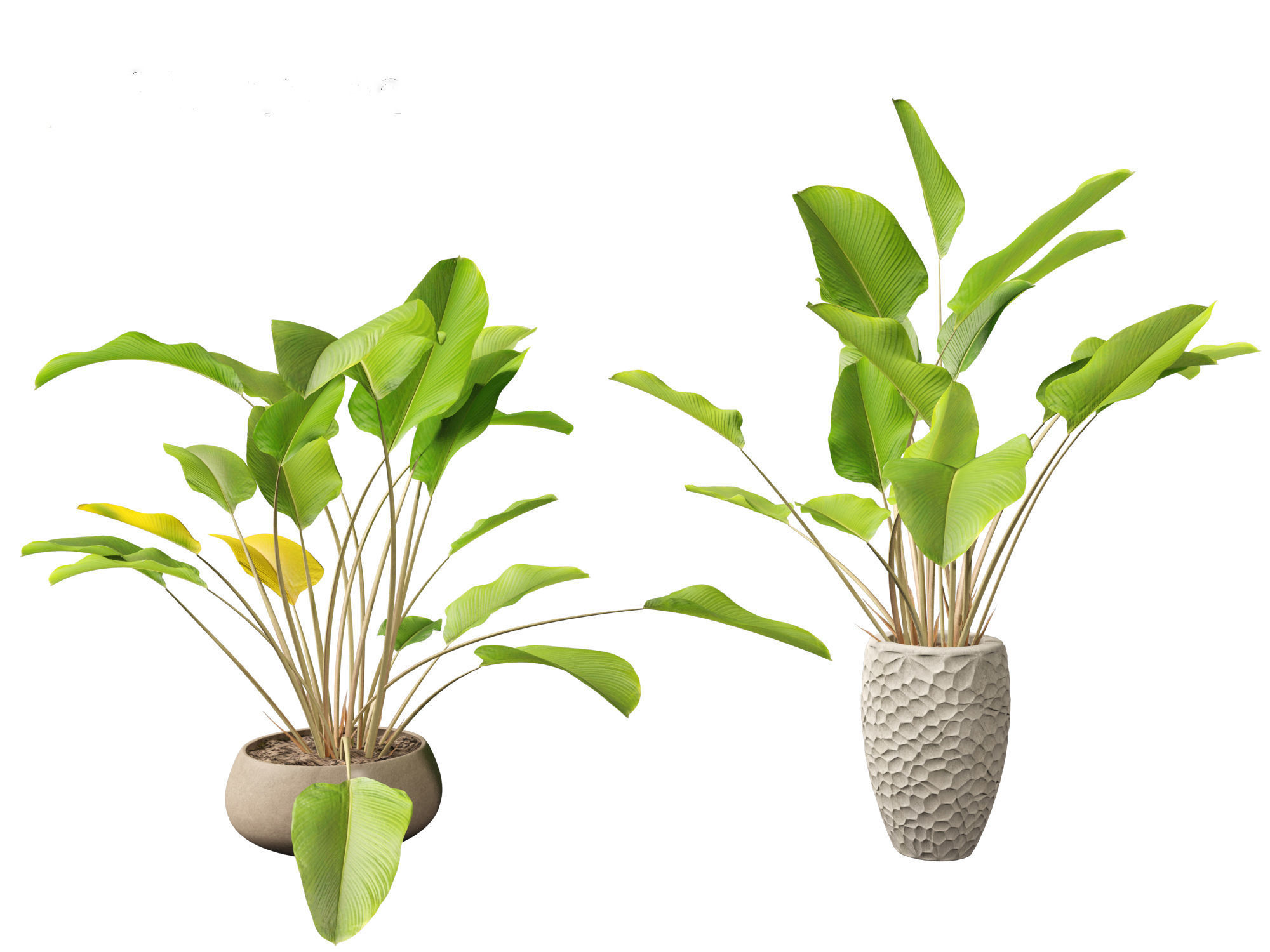 Calathea lutea-Cuban Cigar - Cigar Calathea 02 3D model_5