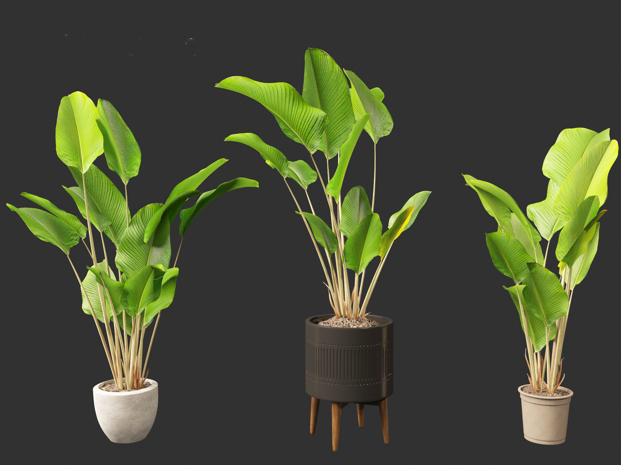 Calathea lutea-Cuban Cigar - Cigar Calathea 02 3D model_6