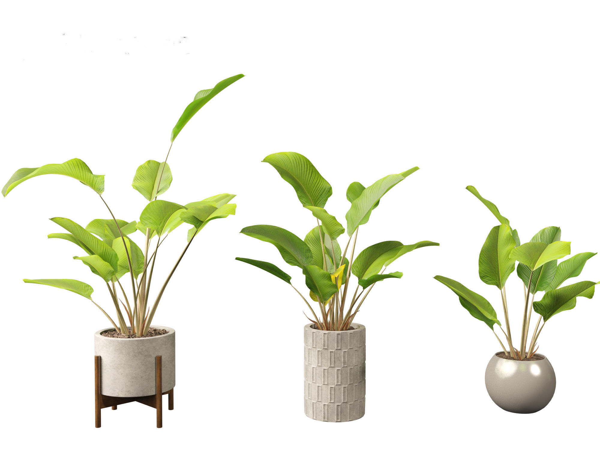 Calathea lutea-Cuban Cigar - Cigar Calathea 02 3D model_3