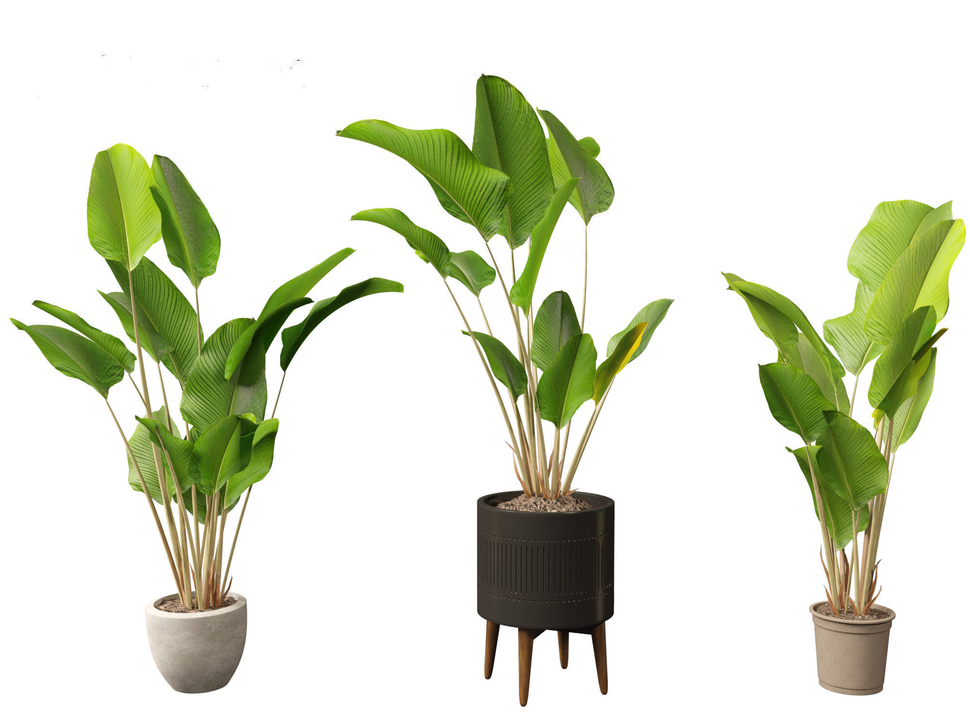 Calathea lutea-Cuban Cigar - Cigar Calathea 02 3D model_4