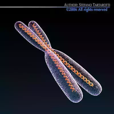 Chromosome with DNA 3D model