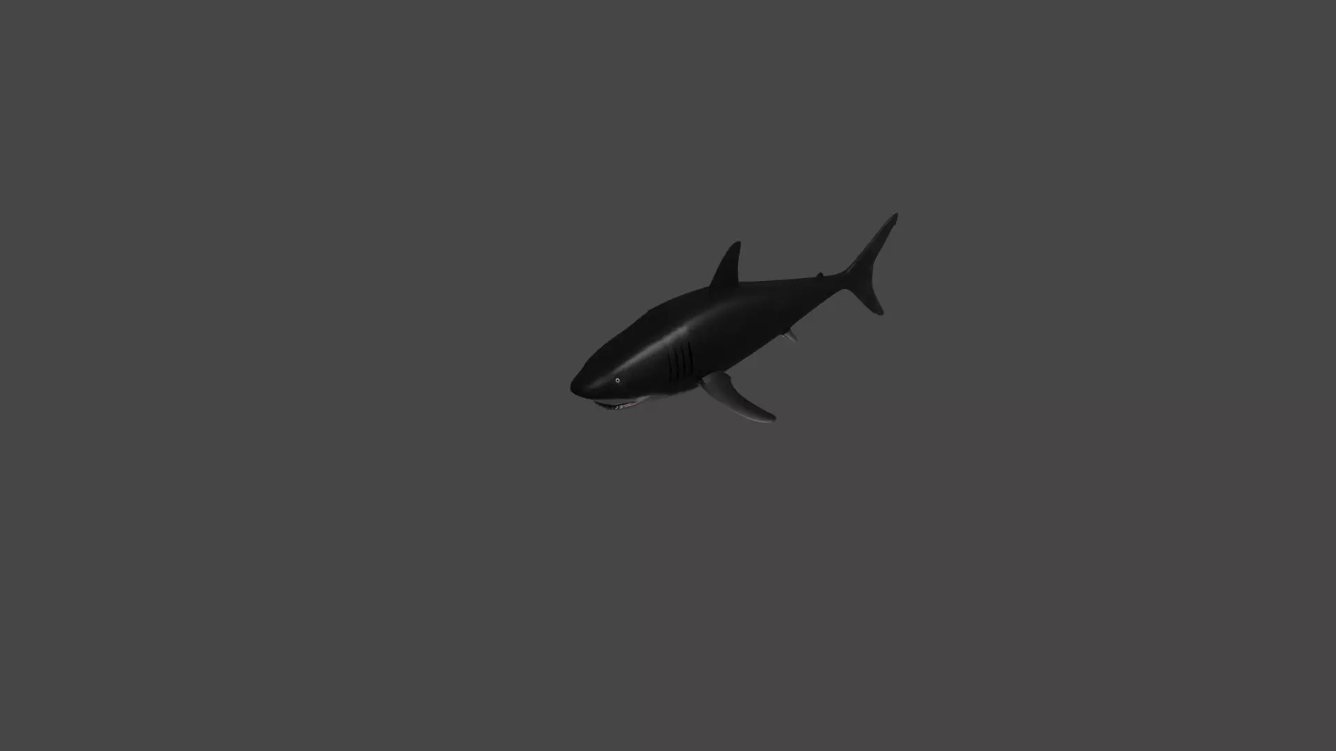 Sharks requin hai 3D model_0
