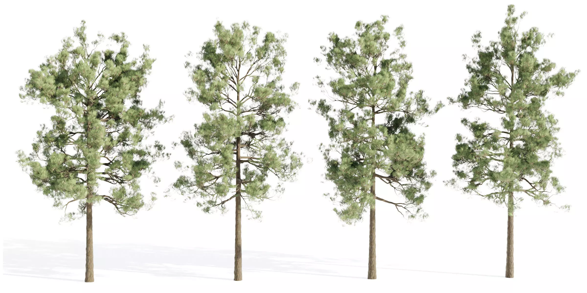 pine trees collection vol 19-Blender 3D model