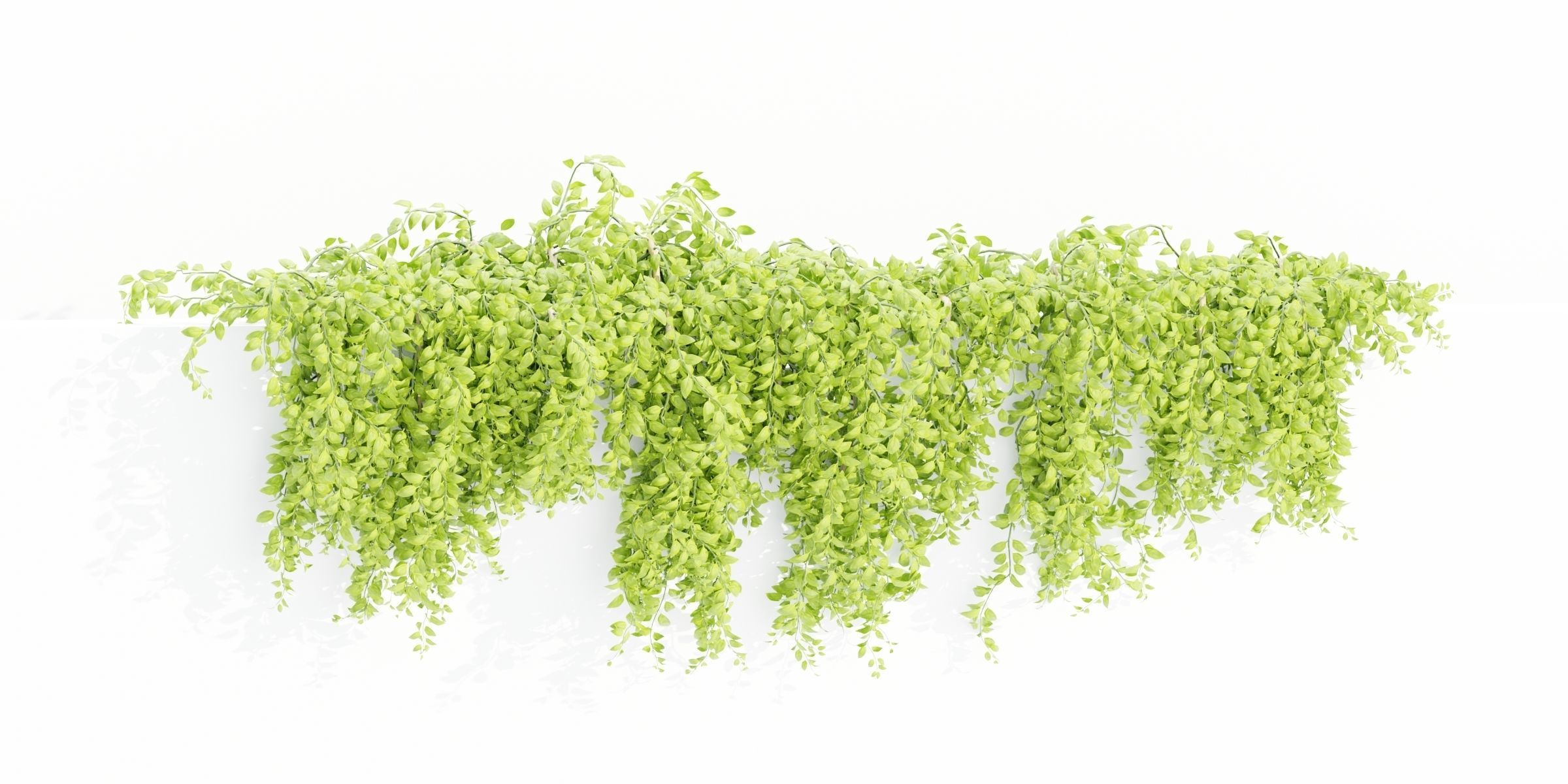 Hanging wall plants collection vol 64-Blender 3D model_5