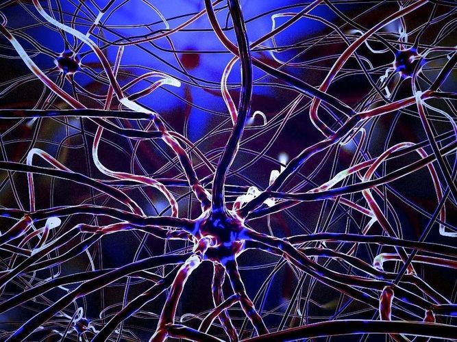 Brain Neurons 3d model 3D model