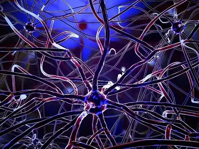 Brain Neurons 3d model 3D model