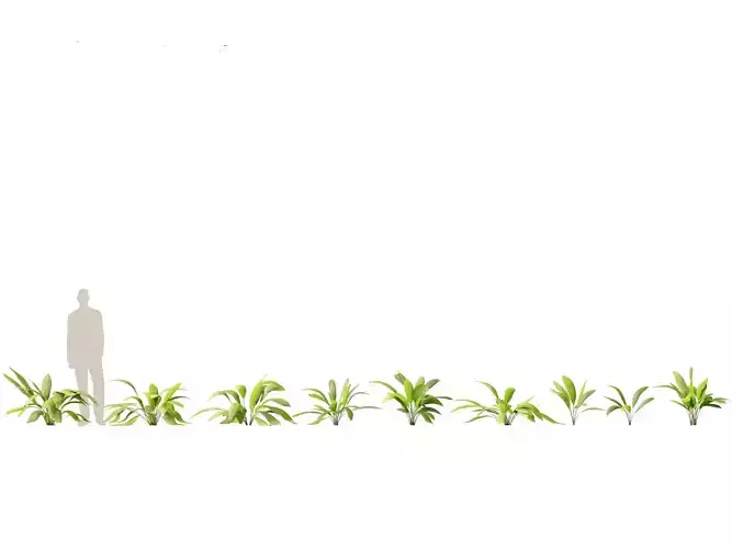 Curculigo syn molineria - Lumbah Rimba