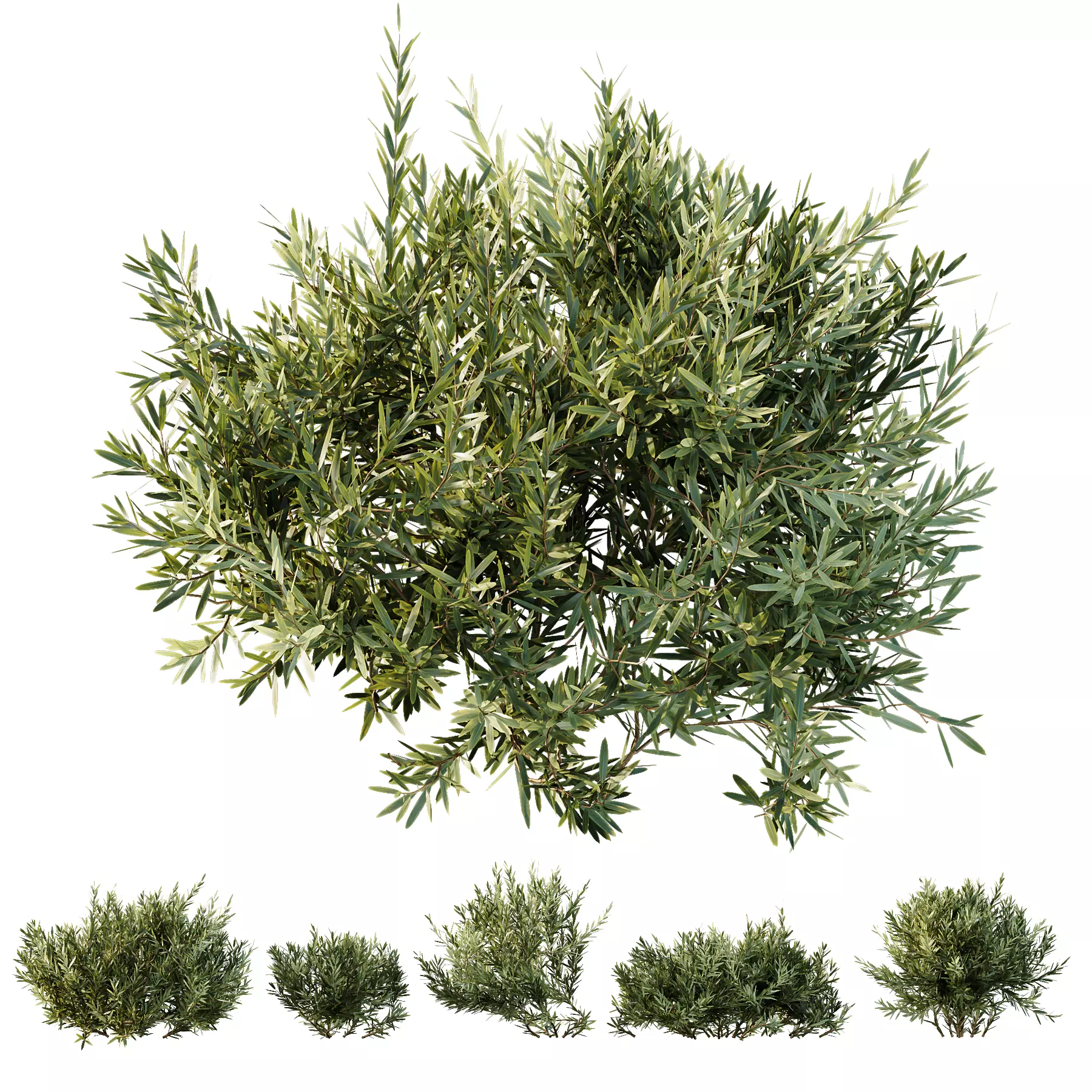HQ Plants Montra Olive Bush Version1 3D model
