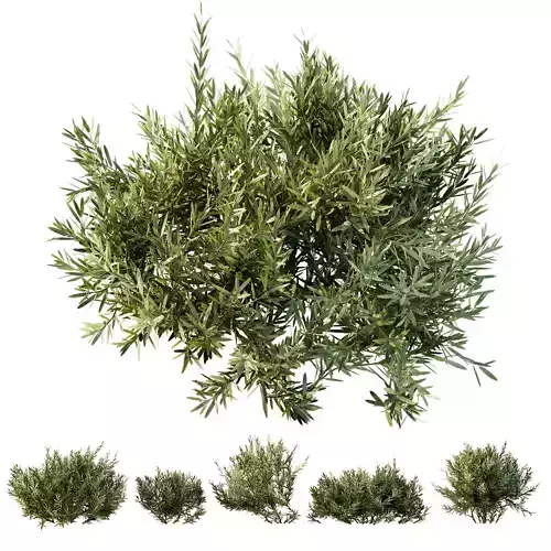 HQ Plants Montra Olive Bush Version1 3D model