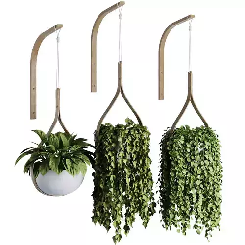 Hanging Indoor Plant - SetV6